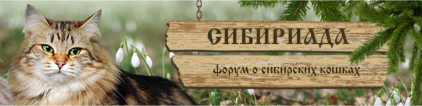 Форум о сибирских кошках 'Сибириада'